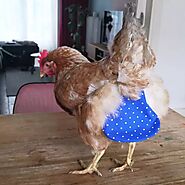 The Popularity Of Chicken Diapers is Growing - Look At These Cute Pics