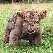 A Fluffy Mini Cow Makes an Awesome Pet!