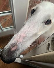 The Amazingly Long Snout Dog - Meet Eris