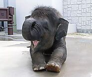 Cutest Baby Elephants That Will Make You Smile Immediately