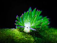 Leaf Sheep: These sea slugs are a delight to observe