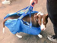 Subway Dog Bag - Owners Innovate After Animals Ban on Subway