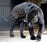 The most melanistic animals of the night - All Black