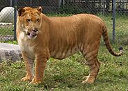 The Liger is the biggest cat in the world with the largest