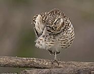You'll Be Surprised Surprised How Long Owl Legs Are