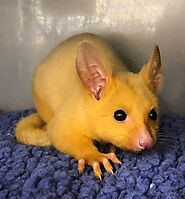 Meet The Rare Golden Possum That Will Remind You of Pikachu