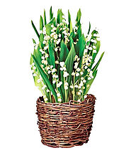Fresh Lily of Valley Bouquet Online At Delivered Flowers