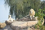 Al Ain Zoo