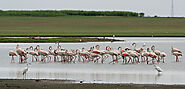 Al Wathba Wetland Reserve