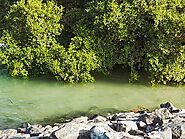 Mangrove Lagoon National Park