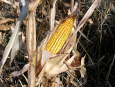 USDA Greenlights Monsanto's New GMO Corn