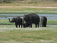 Safari at Minneriya National Park