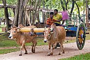 Experience Bullock Cart Ride at Habarana