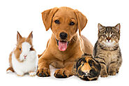 Pet Insurance Market Report