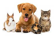 Pet Insurance Market 2022