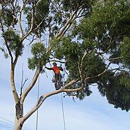 Tree Removal Adelaide - J&B Tree Services