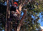 Tree Pruning Adelaide | Tree Cutting Adelaide