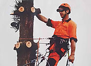 Arborists Adelaide - J&B Tree Services