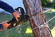Things You Need To Consider While You Hire Tree Removal Company