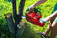 Top 5 Reasons to Remove a Tree By Tree Removal Adelaide