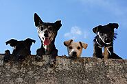 How many dogs can you have? | Lawyer Blogger