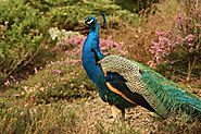 Is it legal to own a peacock? | Lawyer Blogger