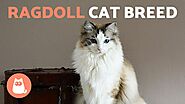 RAGDOLL CAT BREED 🐱 (Characteristics, Care and Fun Facts)