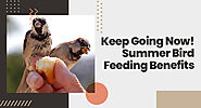 Keep Going Now! Summer Bird Feeding Benefits