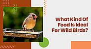 What Kind Of Food Is Ideal For Wild Birds?