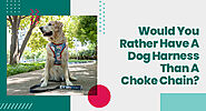 Would You Rather Have A Dog Harness Than A Choke Chain?