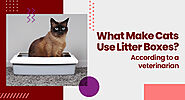 How Can Cats Sense When To Use The Litter Box?