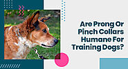 Are prong or pinch collars humane for training dogs?