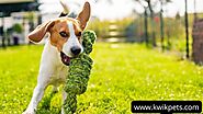 What Are Some Indestructible Dog Toys For Your Pets?