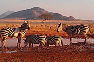 Tanzania Luxury Safari Packages - 7 Kiafrika Adventure