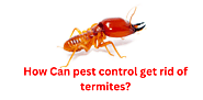 Can pest control get rid of termites?