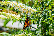 Get This Fine Art Painting Of Butterfly Monarch On A White Flower