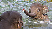 Bath with elephants