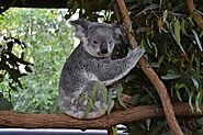Visit Lone Pine Koala Sanctuary
