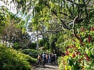 Visit Brisbane Botanic Gardens Mount Coot-Tha