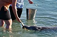 Feed dolphins at Tangalooma Island Resort