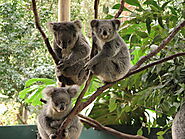 Visit Lone Pine Koala Sanctuary