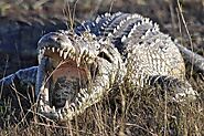 Meet the Crocs in Crocodylus Park