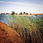 Al Marmoom Desert Conservation Reserve