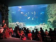 Visit SEA LIFE Sydney Aquarium