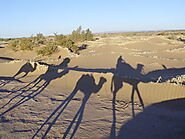 Explore The Desert With Camels