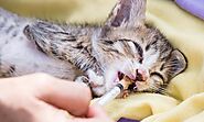 Cat Poison: A Guide to Poison Prevention for Cats - Pets Head To Tail
