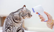 How to Check Your Cats Health at Home - Pets Head To Tail