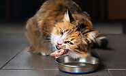 Cats Digestive System: Things You Need To Know