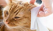 Ear Mite Treatment for Cats: Here's How to Do it at Home