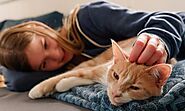 Understanding Separation Anxiety In Cats - Pets Head To Tail